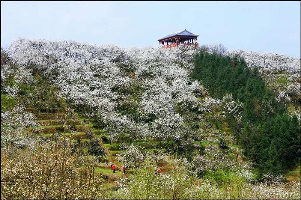 【春天，广西桂林灌阳县向您发出邀请！】我们在灌阳看梨花 - 游山玩水 - 绍兴生活社区 - 绍兴28生活网 sx.28life.net