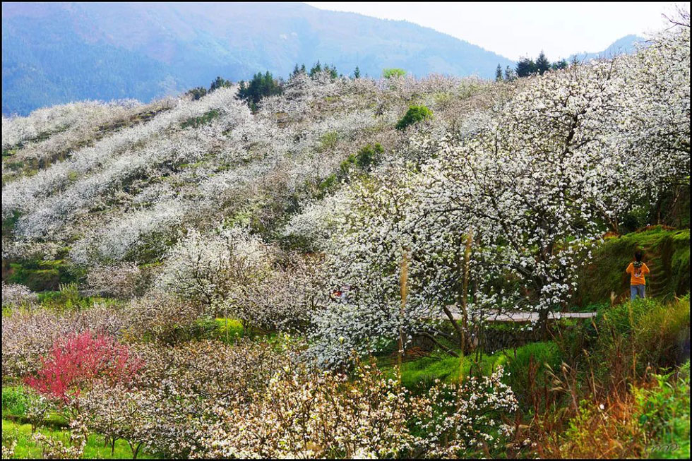 【春天，广西桂林灌阳县向您发出邀请！】我们在灌阳看梨花 - 游山玩水 - 绍兴生活社区 - 绍兴28生活网 sx.28life.net