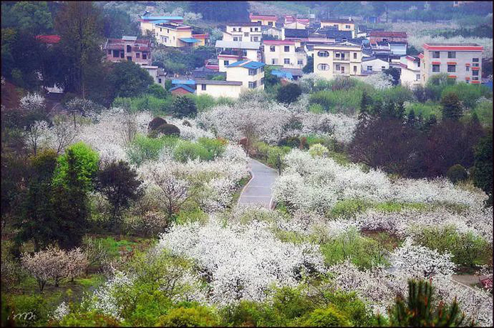 【春天，广西桂林灌阳县向您发出邀请！】我们在灌阳看梨花 - 游山玩水 - 绍兴生活社区 - 绍兴28生活网 sx.28life.net