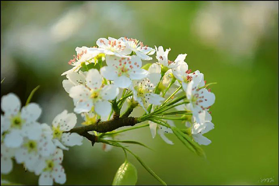 【春天，广西桂林灌阳县向您发出邀请！】我们在灌阳看梨花 - 游山玩水 - 绍兴生活社区 - 绍兴28生活网 sx.28life.net