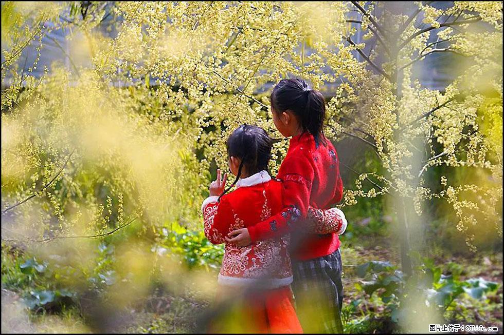 【春天，广西桂林灌阳县向您发出邀请！】米珠山前有片山苍子花在飘香 - 游山玩水 - 绍兴生活社区 - 绍兴28生活网 sx.28life.net