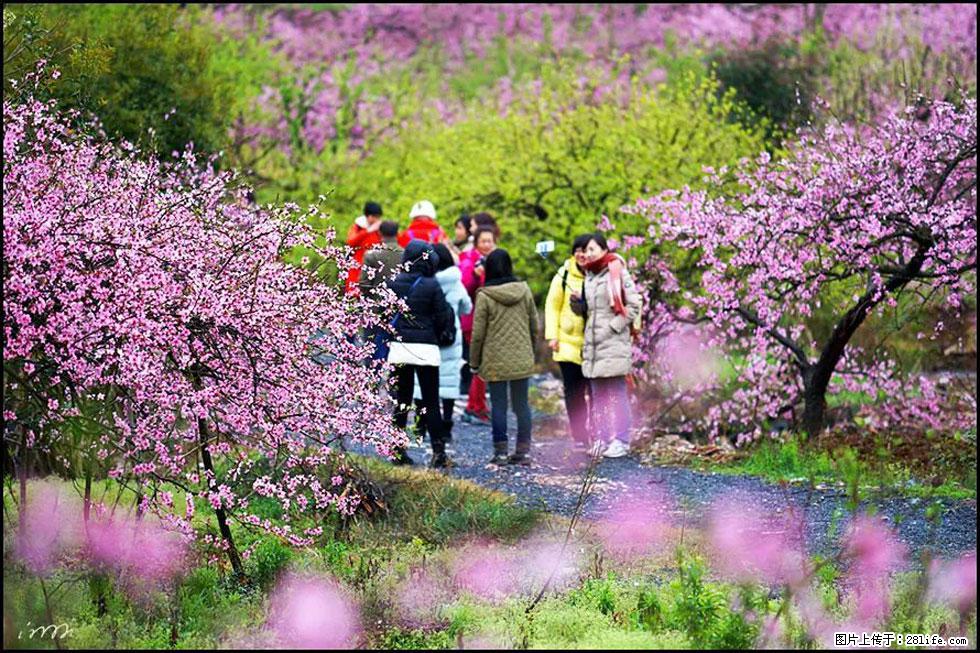 【春天，广西桂林灌阳县向您发出邀请！】官庄村有个醉美的桃花园 - 游山玩水 - 绍兴生活社区 - 绍兴28生活网 sx.28life.net