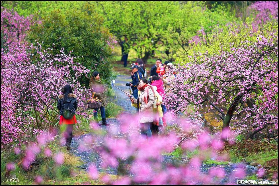 【春天，广西桂林灌阳县向您发出邀请！】官庄村有个醉美的桃花园 - 游山玩水 - 绍兴生活社区 - 绍兴28生活网 sx.28life.net