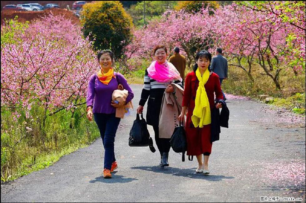 【春天，广西桂林灌阳县向您发出邀请！】官庄村有个醉美的桃花园 - 游山玩水 - 绍兴生活社区 - 绍兴28生活网 sx.28life.net