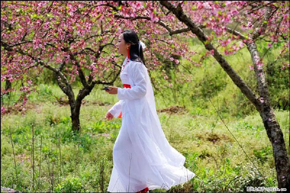 【春天，广西桂林灌阳县向您发出邀请！】官庄村有个醉美的桃花园 - 游山玩水 - 绍兴生活社区 - 绍兴28生活网 sx.28life.net