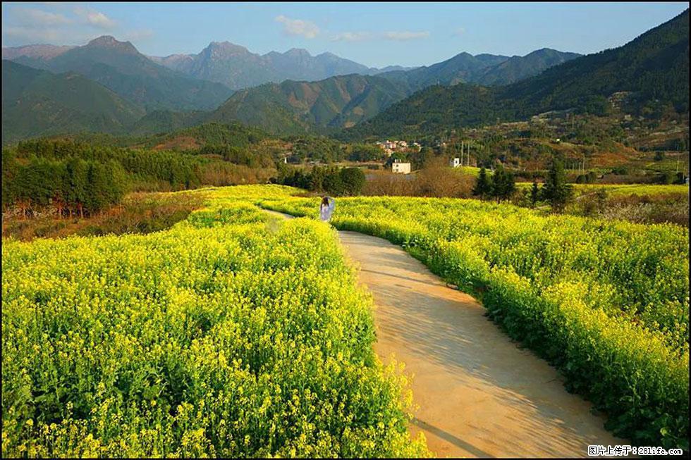 【春天，广西桂林灌阳县向您发出邀请！】长坪村油菜盛情花开 - 游山玩水 - 绍兴生活社区 - 绍兴28生活网 sx.28life.net