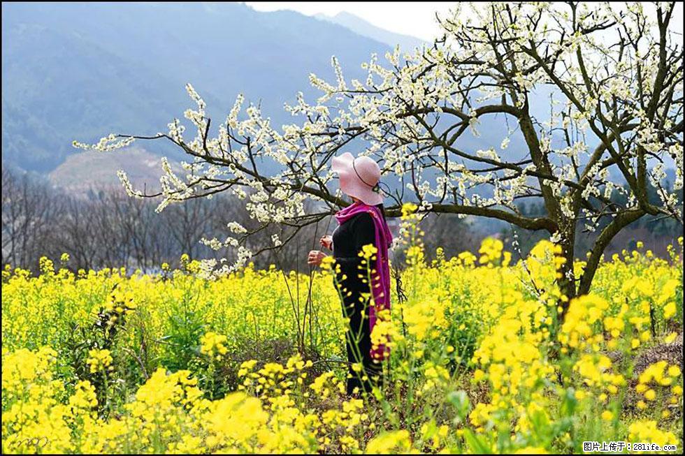 【春天，广西桂林灌阳县向您发出邀请！】长坪村油菜盛情花开 - 游山玩水 - 绍兴生活社区 - 绍兴28生活网 sx.28life.net