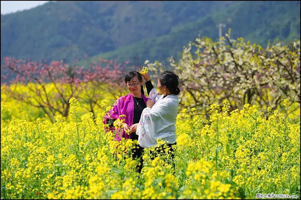 【春天，广西桂林灌阳县向您发出邀请！】长坪村油菜盛情花开 - 游山玩水 - 绍兴生活社区 - 绍兴28生活网 sx.28life.net