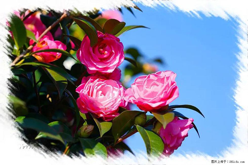 【春天，广西桂林灌阳县向您发出邀请！】杨柳井茶花惹人爱 - 游山玩水 - 绍兴生活社区 - 绍兴28生活网 sx.28life.net