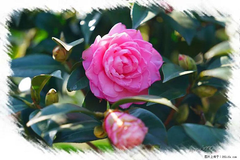 【春天，广西桂林灌阳县向您发出邀请！】杨柳井茶花惹人爱 - 游山玩水 - 绍兴生活社区 - 绍兴28生活网 sx.28life.net