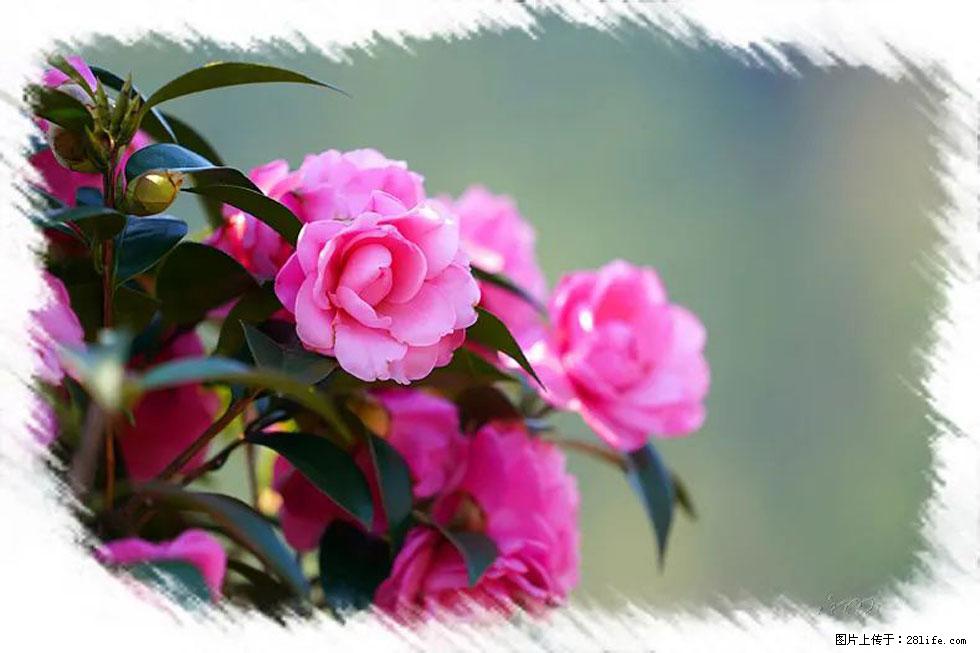 【春天，广西桂林灌阳县向您发出邀请！】杨柳井茶花惹人爱 - 游山玩水 - 绍兴生活社区 - 绍兴28生活网 sx.28life.net