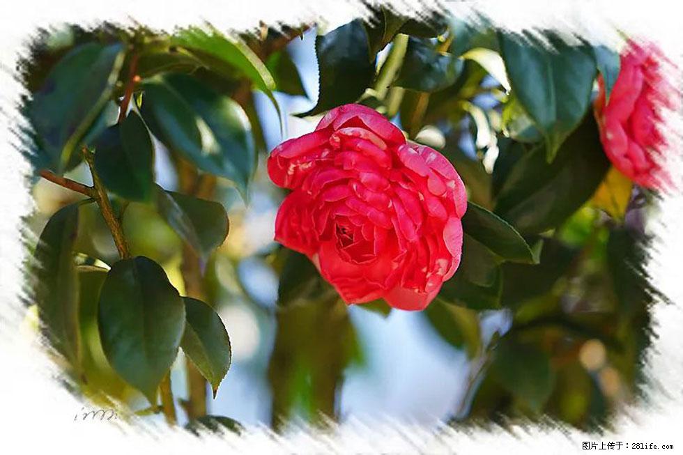 【春天，广西桂林灌阳县向您发出邀请！】杨柳井茶花惹人爱 - 游山玩水 - 绍兴生活社区 - 绍兴28生活网 sx.28life.net