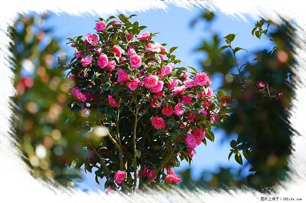 【春天，广西桂林灌阳县向您发出邀请！】杨柳井茶花惹人爱 - 游山玩水 - 绍兴生活社区 - 绍兴28生活网 sx.28life.net