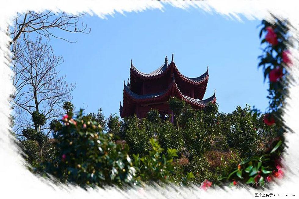 【春天，广西桂林灌阳县向您发出邀请！】杨柳井茶花惹人爱 - 游山玩水 - 绍兴生活社区 - 绍兴28生活网 sx.28life.net