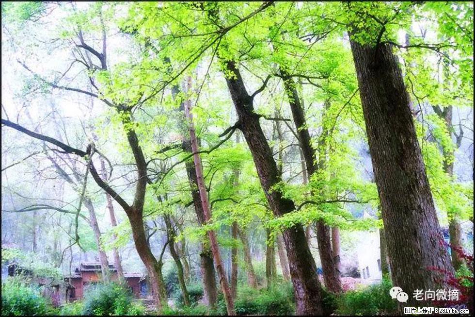 【春天，广西桂林灌阳县向您发出邀请！】在小龙村与春天约会 - 游山玩水 - 绍兴生活社区 - 绍兴28生活网 sx.28life.net