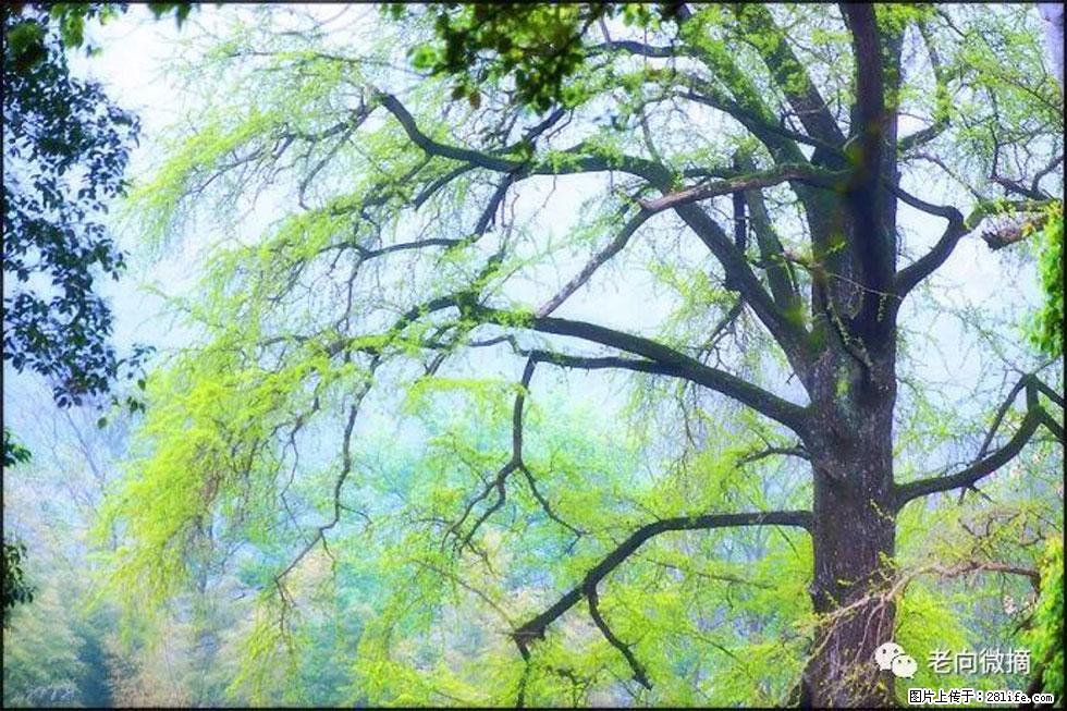 【春天，广西桂林灌阳县向您发出邀请！】在小龙村与春天约会 - 游山玩水 - 绍兴生活社区 - 绍兴28生活网 sx.28life.net