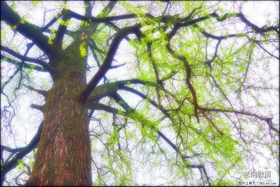 【春天，广西桂林灌阳县向您发出邀请！】在小龙村与春天约会 - 游山玩水 - 绍兴生活社区 - 绍兴28生活网 sx.28life.net