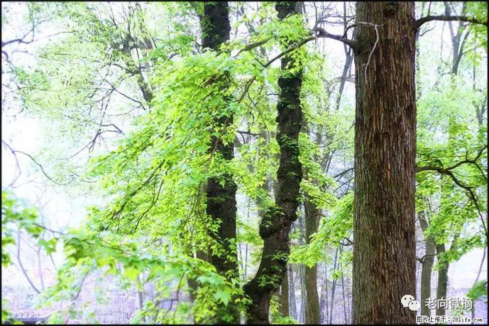 【春天，广西桂林灌阳县向您发出邀请！】在小龙村与春天约会 - 游山玩水 - 绍兴生活社区 - 绍兴28生活网 sx.28life.net