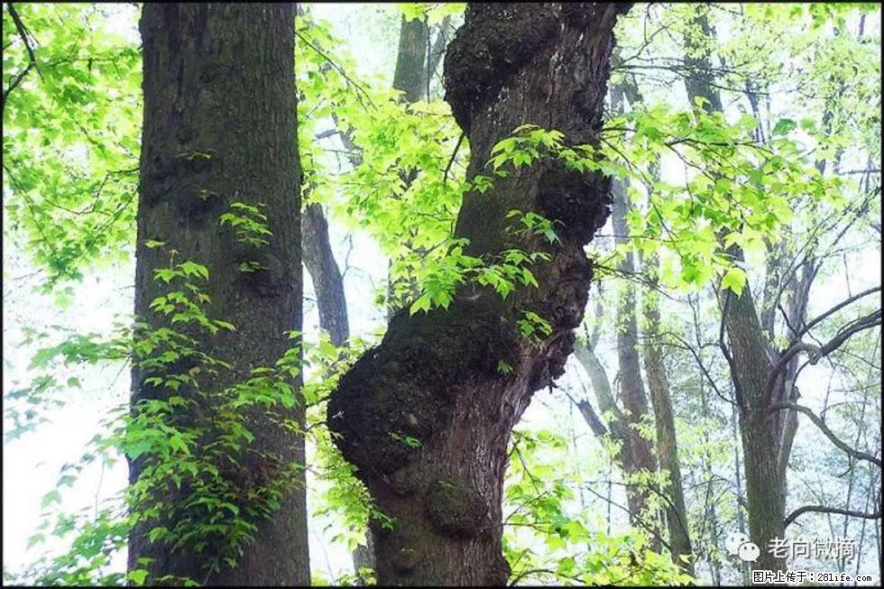【春天，广西桂林灌阳县向您发出邀请！】在小龙村与春天约会 - 游山玩水 - 绍兴生活社区 - 绍兴28生活网 sx.28life.net