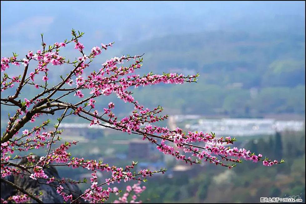 【春天，广西桂林灌阳县向您发出邀请！】望月岭上桃花开 - 游山玩水 - 绍兴生活社区 - 绍兴28生活网 sx.28life.net