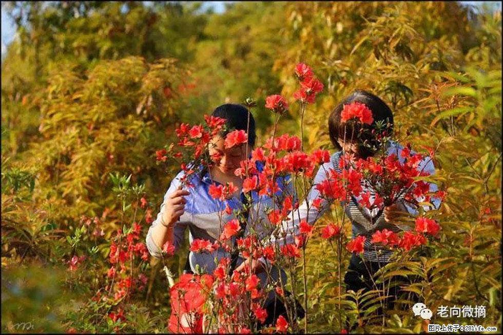 【春天，广西桂林灌阳县向您发出邀请！】登麒麟山，相约映山红 - 游山玩水 - 绍兴生活社区 - 绍兴28生活网 sx.28life.net