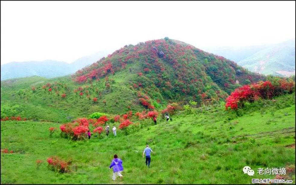 【春天，广西桂林灌阳县向您发出邀请！】宝盖山上映山红 - 游山玩水 - 绍兴生活社区 - 绍兴28生活网 sx.28life.net