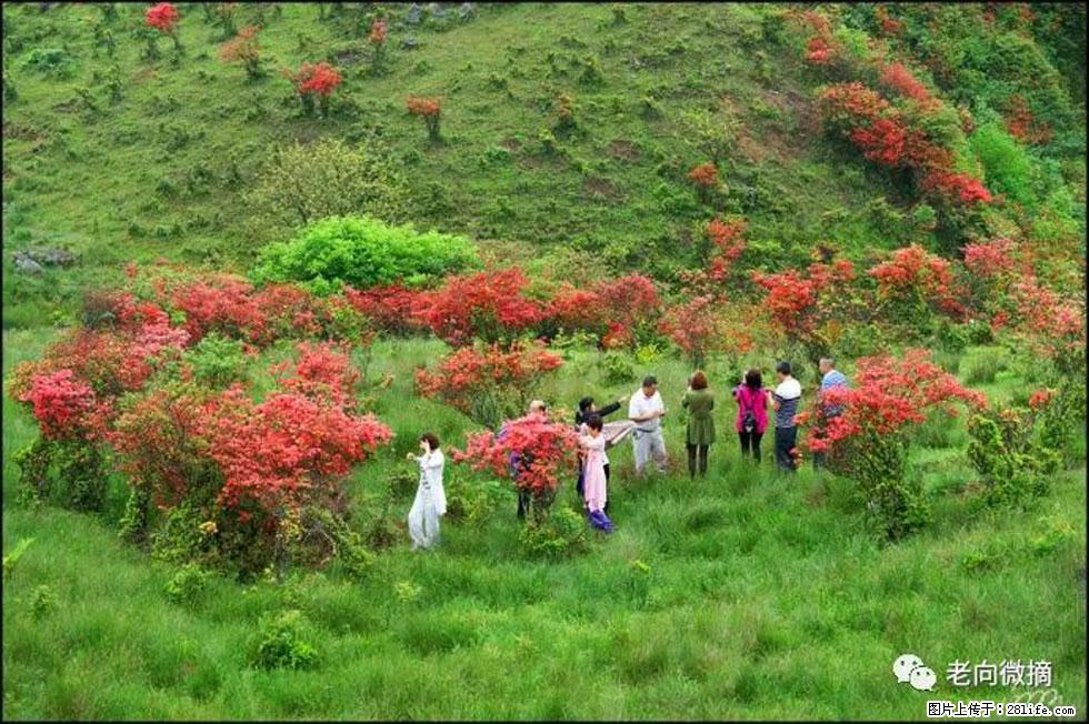 【春天，广西桂林灌阳县向您发出邀请！】宝盖山上映山红 - 游山玩水 - 绍兴生活社区 - 绍兴28生活网 sx.28life.net