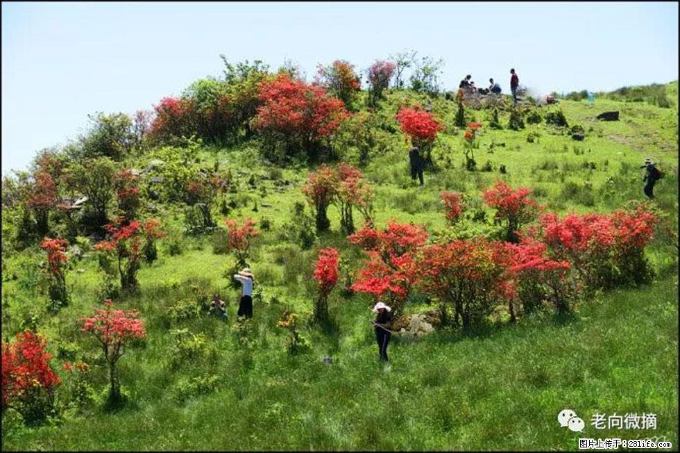【春天，广西桂林灌阳县向您发出邀请！】宝盖山上映山红 - 游山玩水 - 绍兴生活社区 - 绍兴28生活网 sx.28life.net
