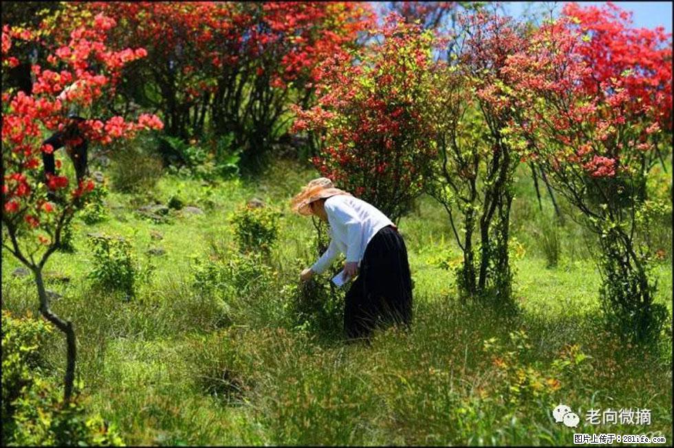 【春天，广西桂林灌阳县向您发出邀请！】宝盖山上映山红 - 游山玩水 - 绍兴生活社区 - 绍兴28生活网 sx.28life.net