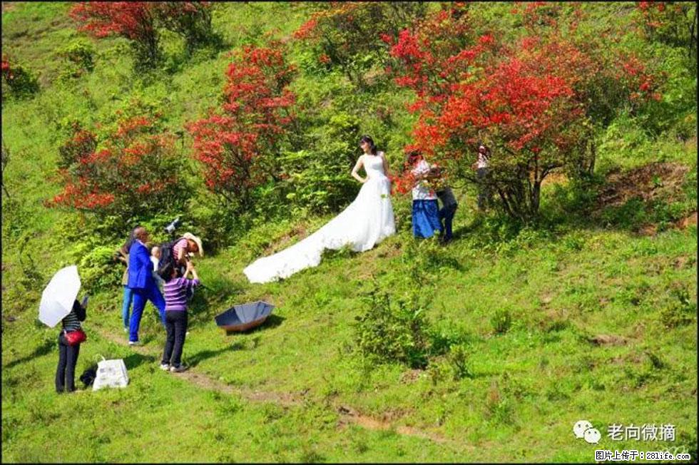 【春天，广西桂林灌阳县向您发出邀请！】宝盖山上映山红 - 游山玩水 - 绍兴生活社区 - 绍兴28生活网 sx.28life.net