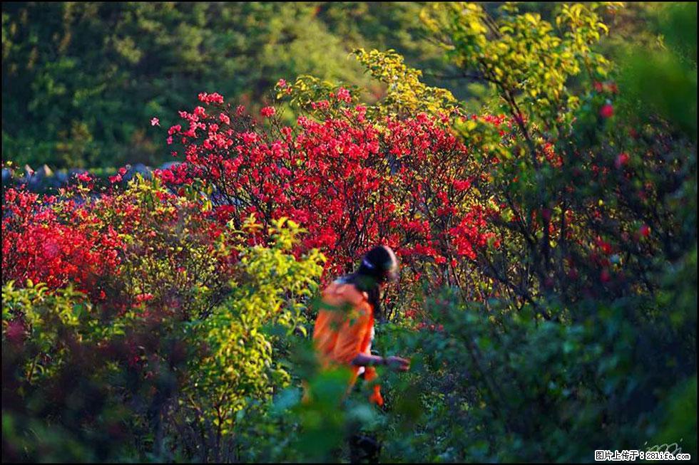 【春天，广西桂林灌阳县向您发出邀请！】春木界上映山红 - 游山玩水 - 绍兴生活社区 - 绍兴28生活网 sx.28life.net