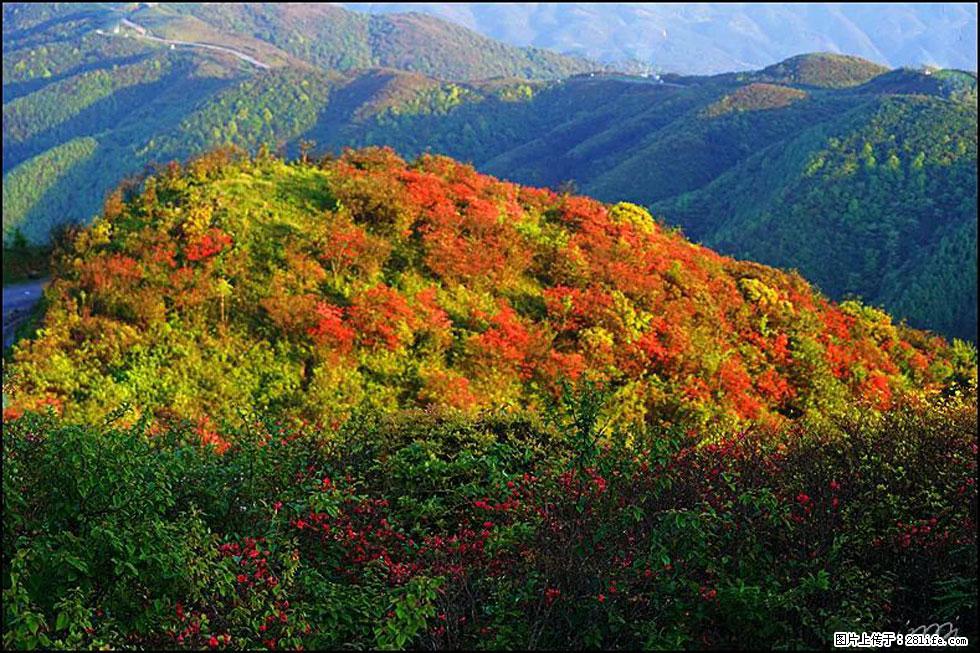 【春天，广西桂林灌阳县向您发出邀请！】春木界上映山红 - 游山玩水 - 绍兴生活社区 - 绍兴28生活网 sx.28life.net