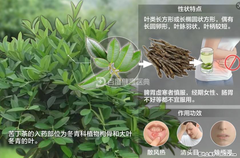 苦丁茶有哪些功效和作用 - 生活百科 - 绍兴生活社区 - 绍兴28生活网 sx.28life.net