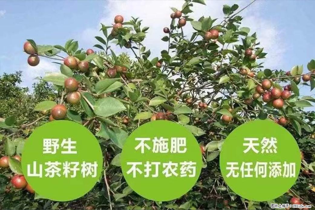 【灌阳县油茶产业示范区】一个有着充实的精神生活的人，对待身外之物自会有一种淡泊的态度 - 土特产 - 饮食特产 - 绍兴分类信息 - 绍兴28生活网 sx.28life.net