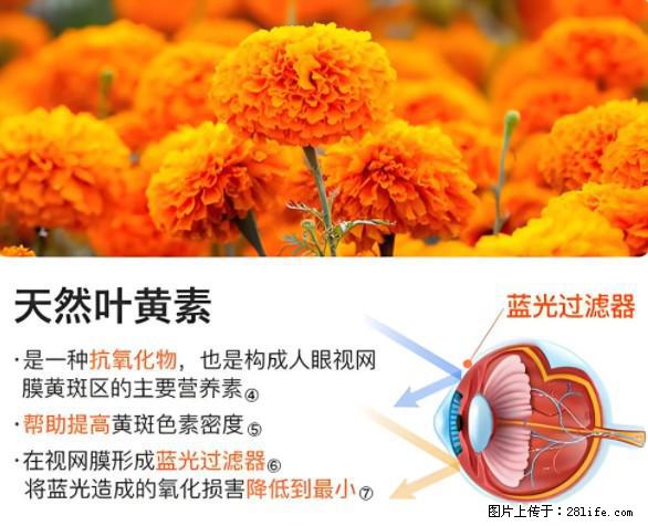 叶黄素有什么功效和作用 - 生活百科 - 绍兴生活社区 - 绍兴28生活网 sx.28life.net