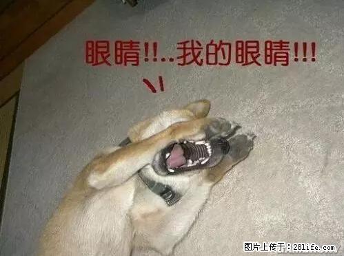 笑癫了!一女的怀孕三年未生,他终于忍不住了... - 娱乐八卦 - 绍兴生活社区 - 绍兴28生活网 sx.28life.net