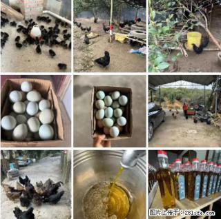 油茶园从小鸡仔开始养起的纯土鸡、土鸡蛋可以预定啦！还有前几天刚榨的纯山茶油哦 - 绍兴28生活网 sx.28life.net