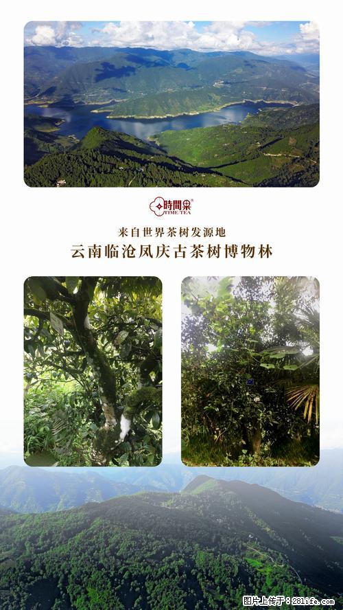 时间果百年古树2025年春红茶 - 购物交流 - 绍兴生活社区 - 绍兴28生活网 sx.28life.net