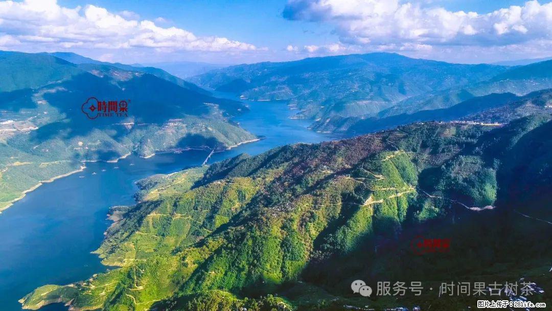 时间果百年古树龙珠普洱生茶 - 购物交流 - 绍兴生活社区 - 绍兴28生活网 sx.28life.net