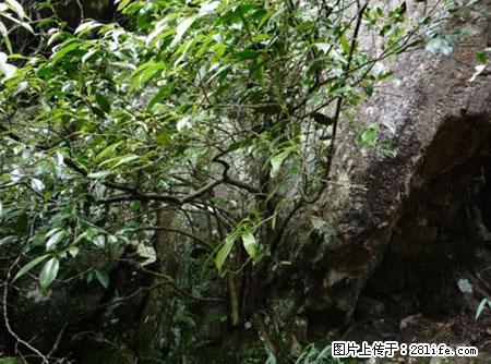 平乐石崖茶，珍贵仅次于金花茶 - 绍兴生活资讯 - 绍兴28生活网 sx.28life.net