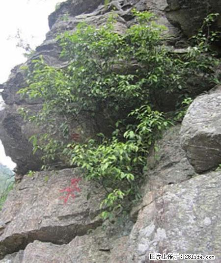 平乐石崖茶，珍贵仅次于金花茶 - 绍兴生活资讯 - 绍兴28生活网 sx.28life.net