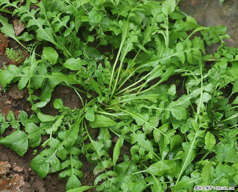这些蔬菜是“天然钙片”，这6种被医生重点推荐 - 绍兴生活资讯 - 绍兴28生活网 sx.28life.net