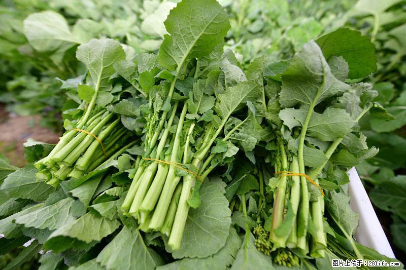 这些蔬菜是“天然钙片”，这6种被医生重点推荐 - 绍兴生活资讯 - 绍兴28生活网 sx.28life.net